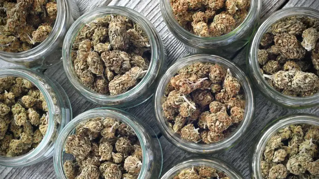 cannabis vakuumieren