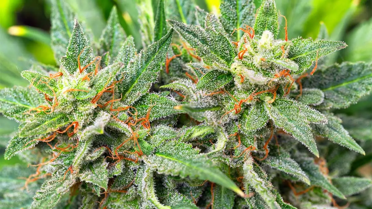 cannabis