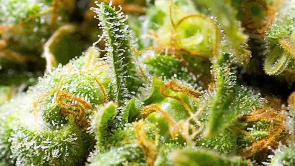 acapulco gold