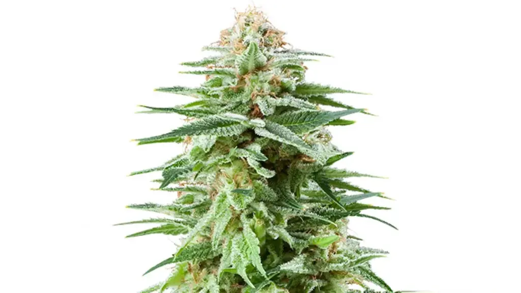 white widow