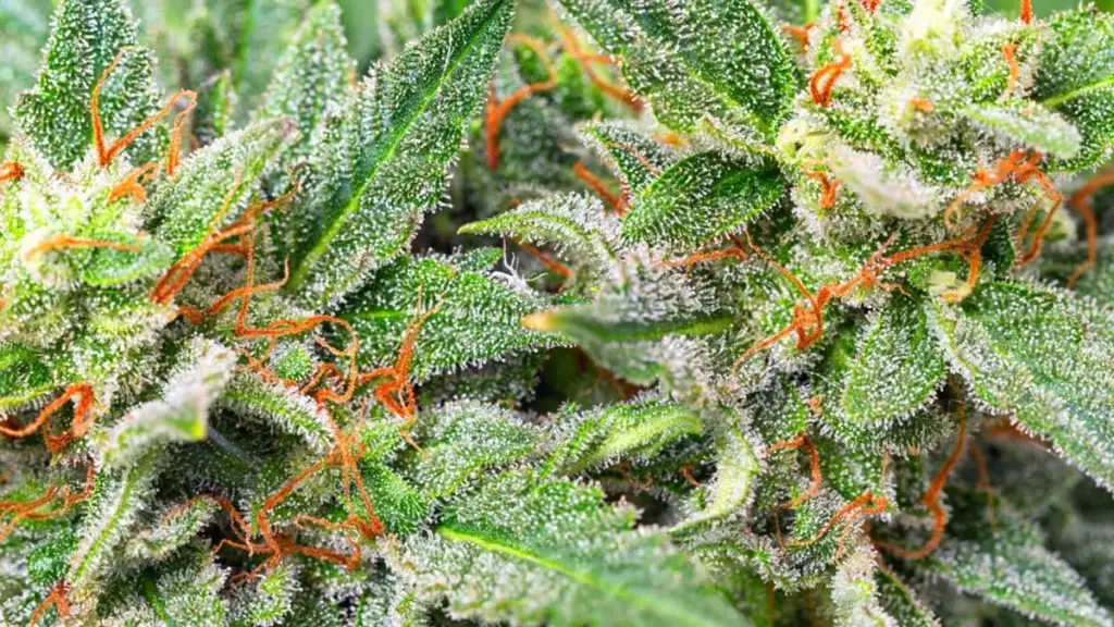 trichome, cannabis