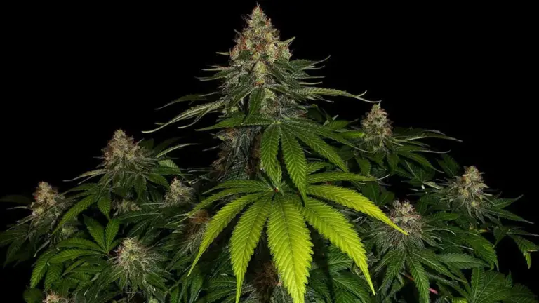 barneys farm, cannabispflanze