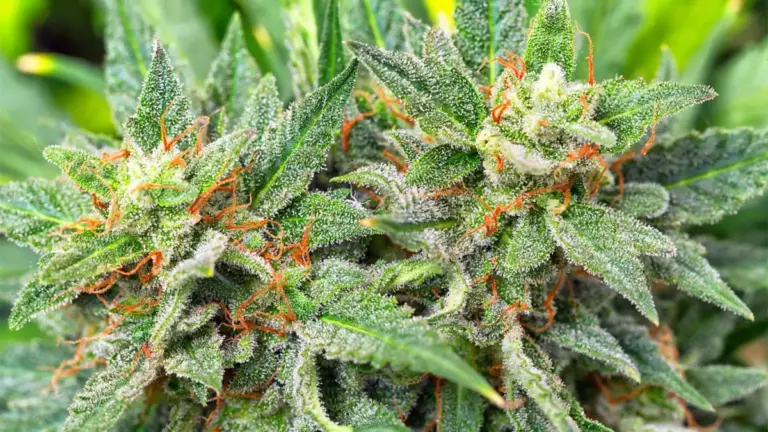 cannabis