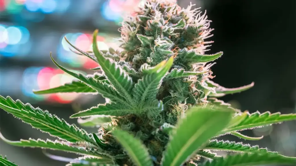 cannabis duengen