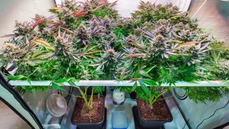 cannabis indoor anbauen