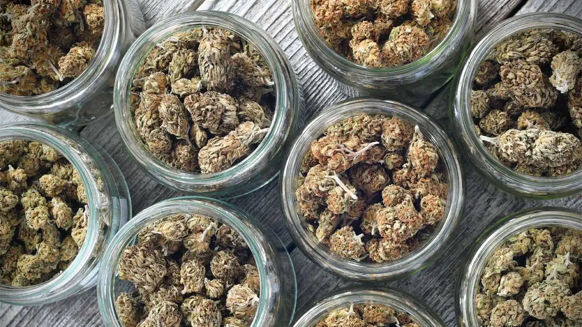 cannabis vakuumieren
