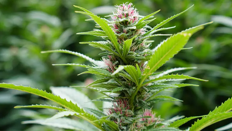 cannabispflanze