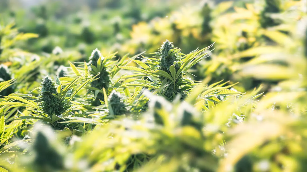 cbd-rechner