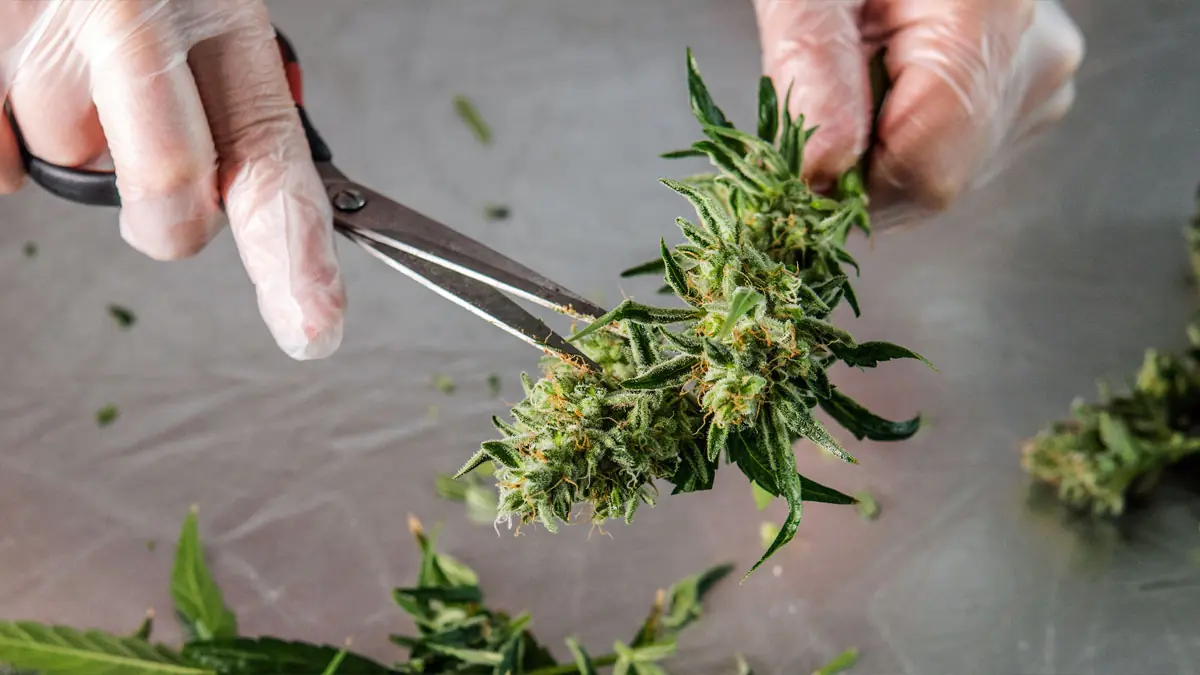 cannabis blüte wird vom stengel geschnitten