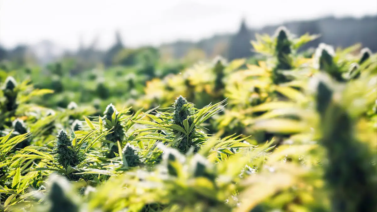 cannabis wächst auf feld