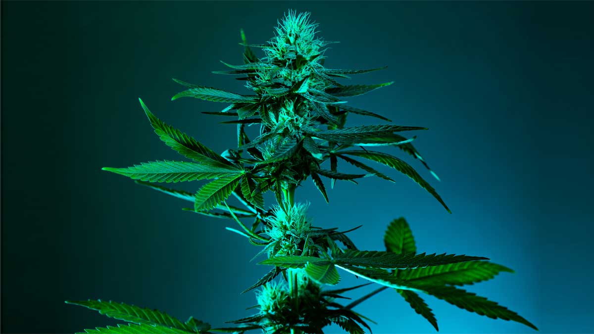 cannabis kaufen