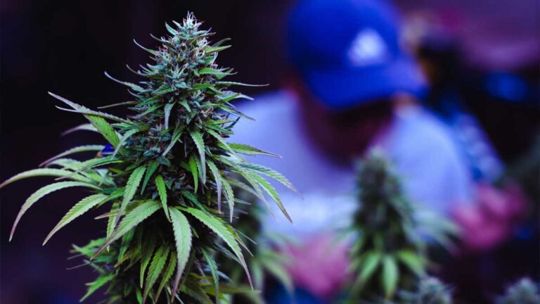 Cannabis richtig lagern – Haltbarkeit, Temperatur & Feuchtigkeit