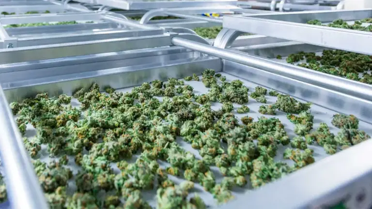 cannabis decarboxylieren