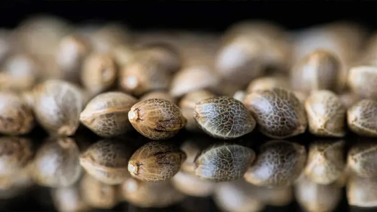 Cannabissamen: Unterschiede, Qualität und Lagerung