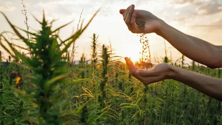 Cannabissamen kaufen – legaler Erwerb, Versand & Regeln in Deutschland