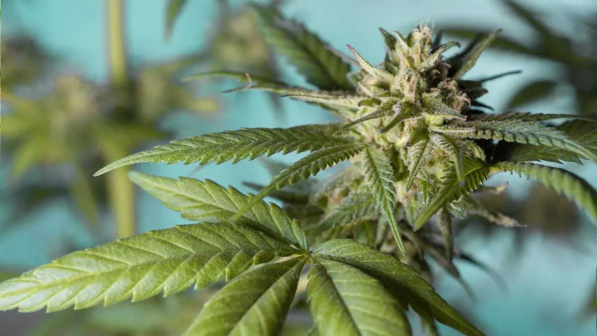 cannabis,-bluete