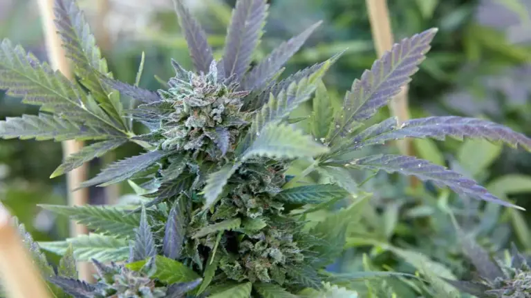 blühende cannabispflanze