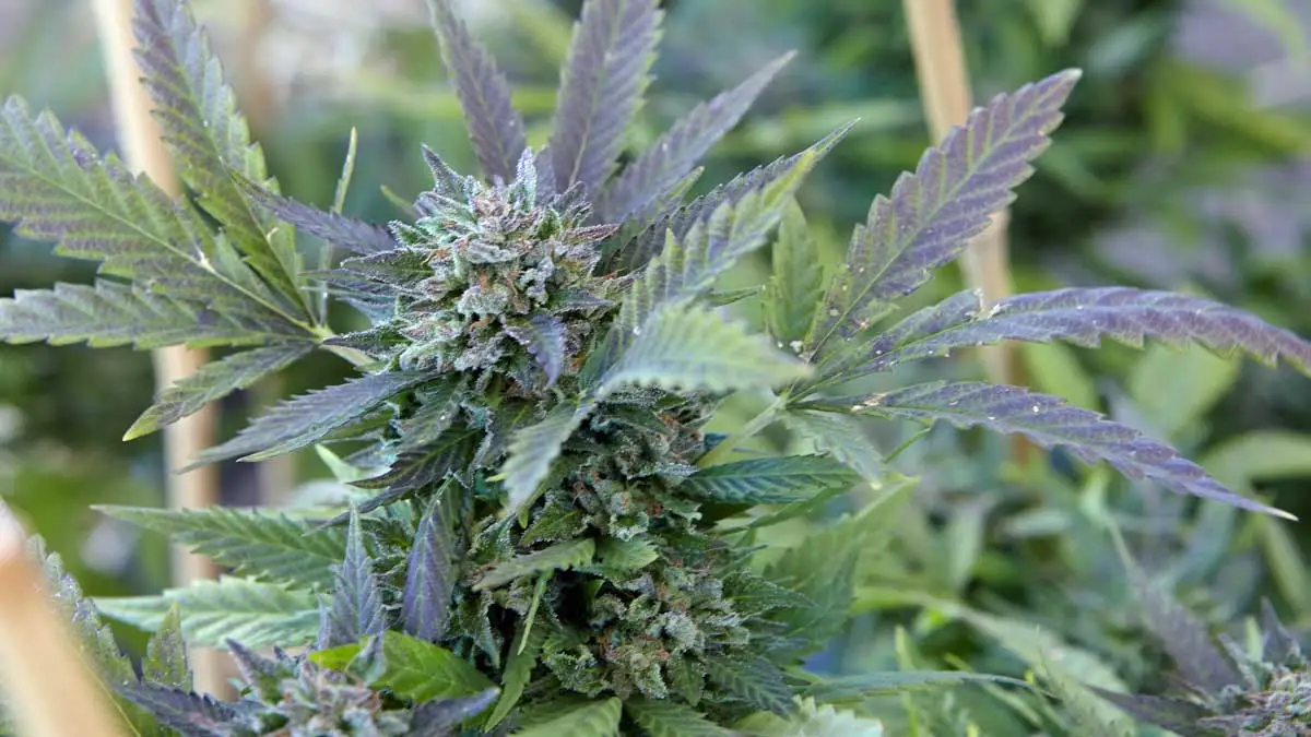 blühende cannabispflanze