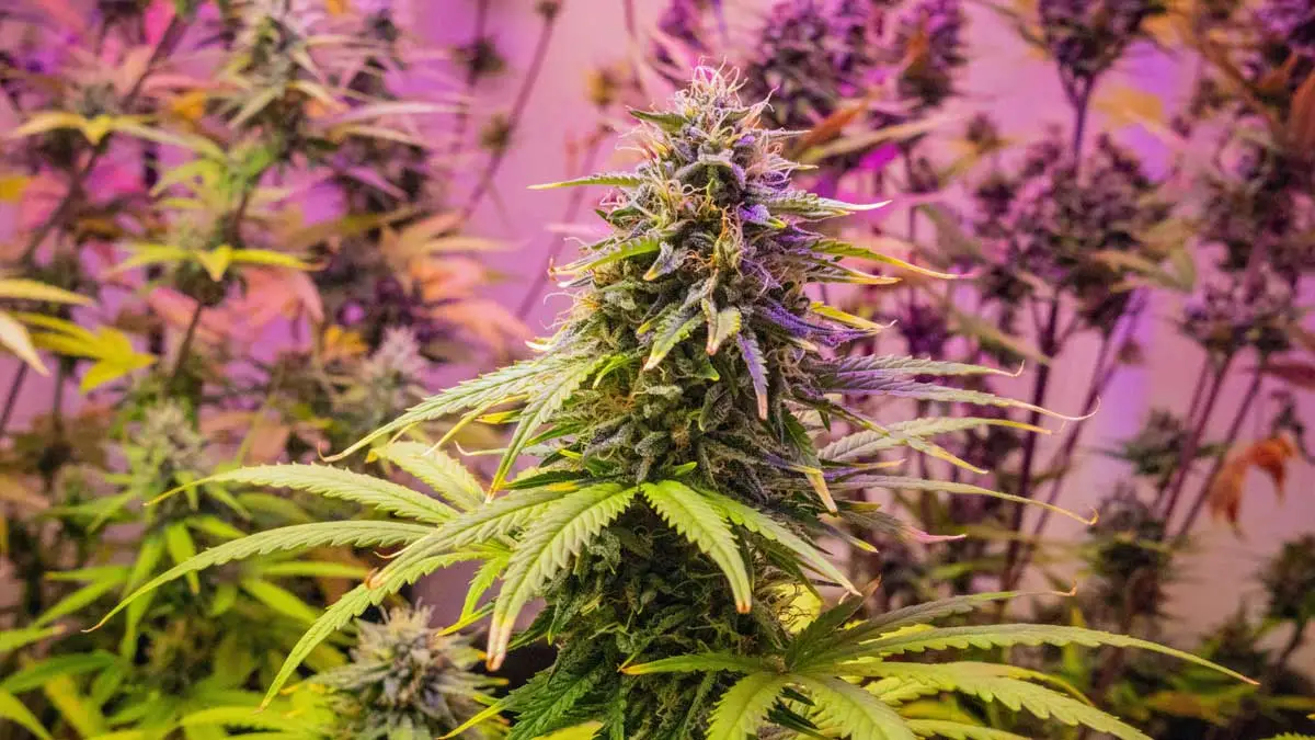 cannabispflanze-in-bluete
