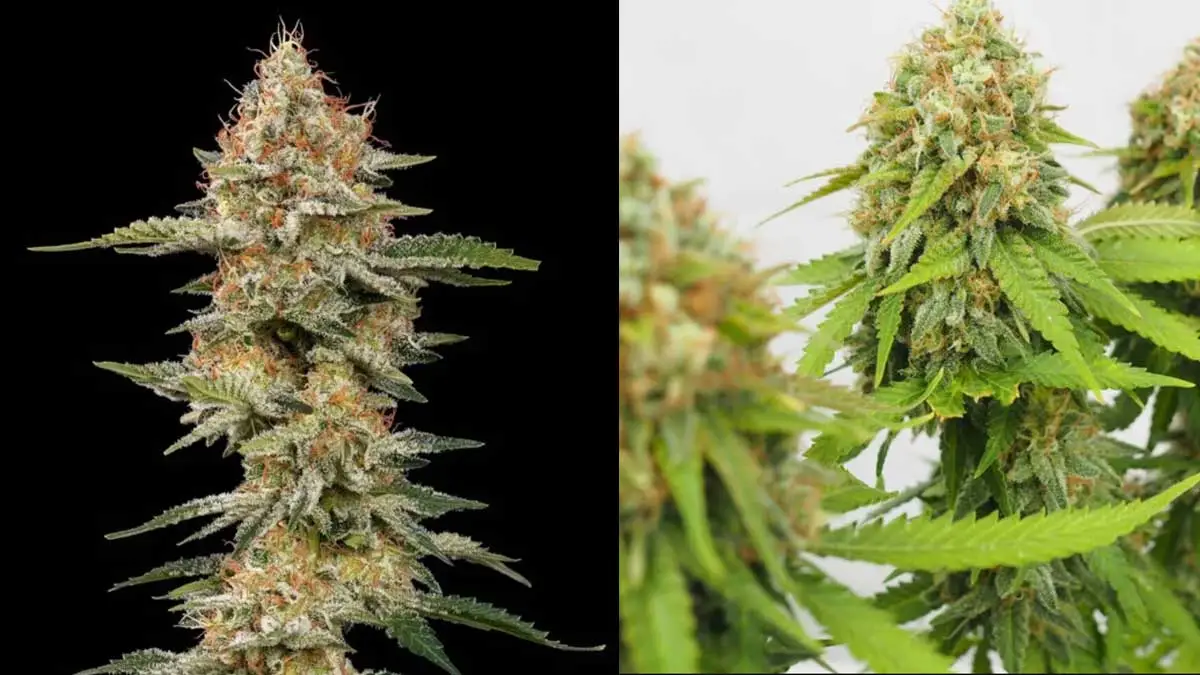 critical