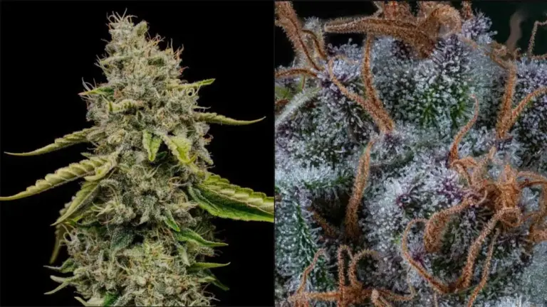 amnesia haze