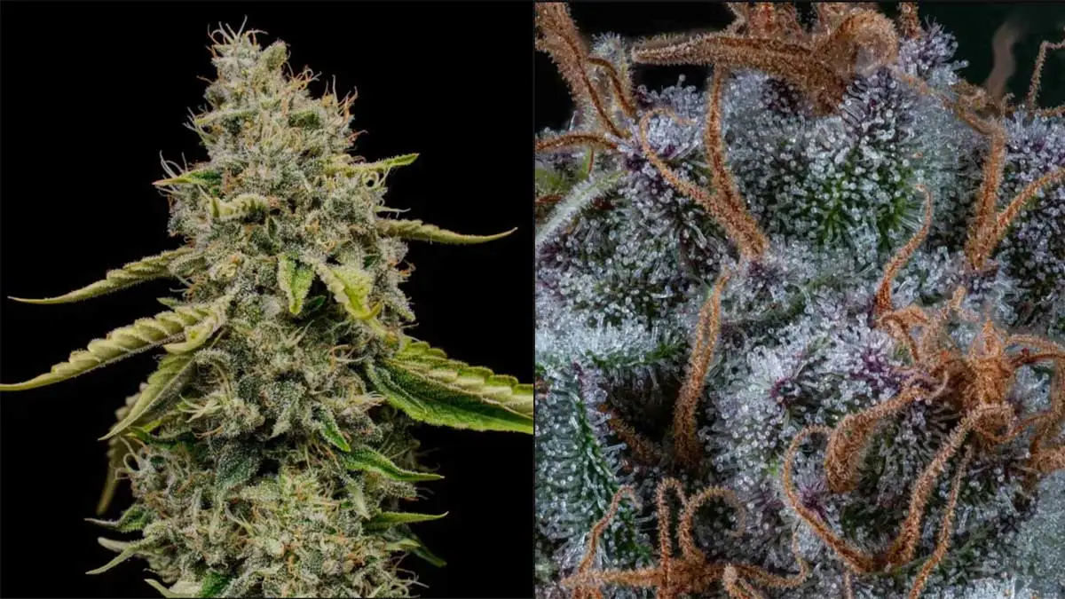 amnesia haze