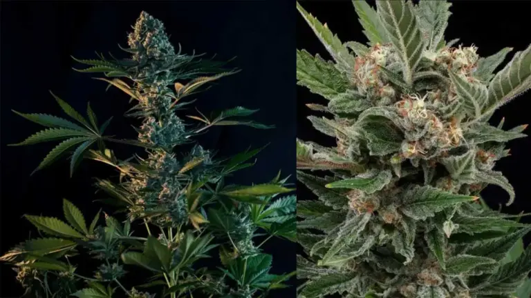 royal gorilla