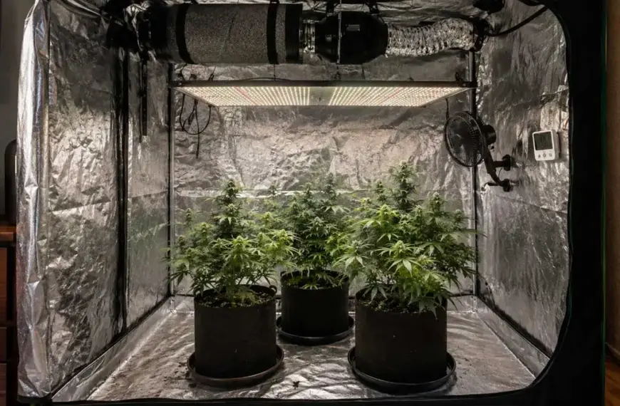 growbox