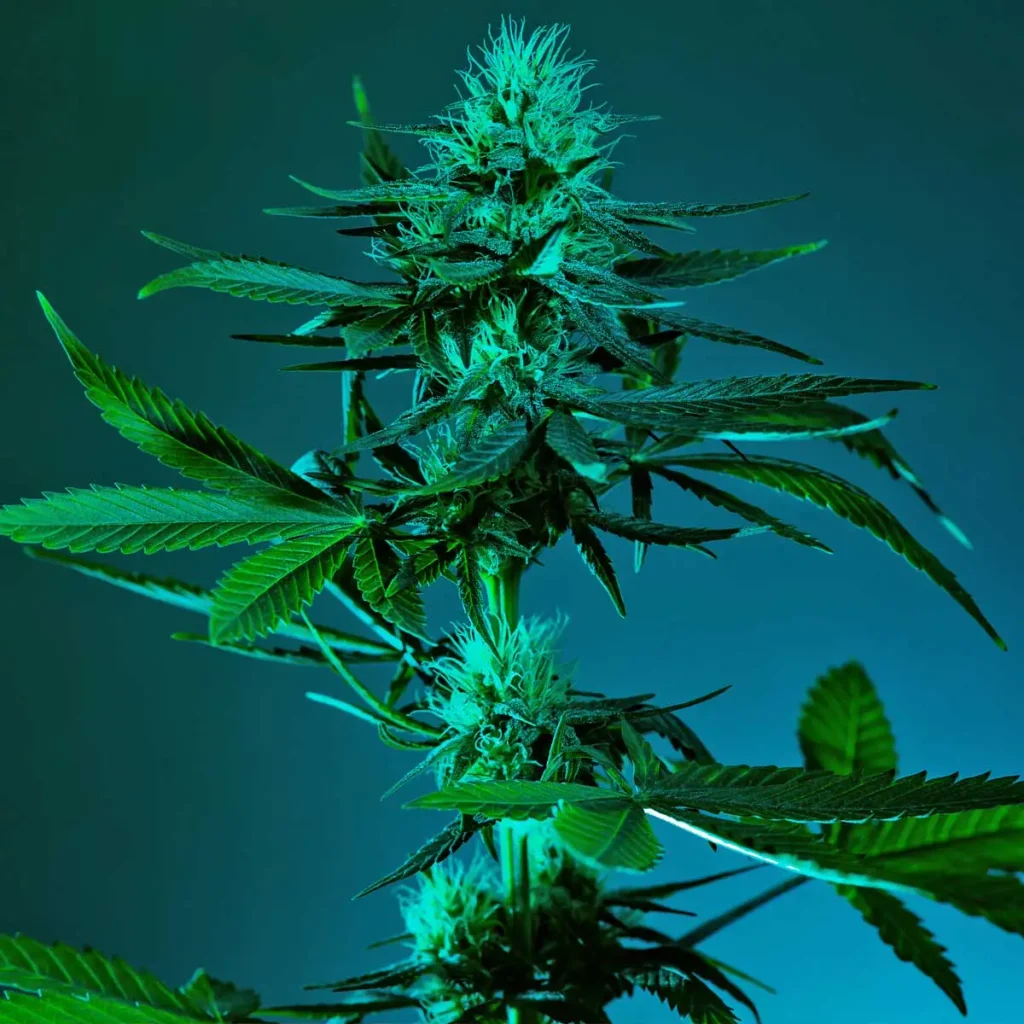 cannabis