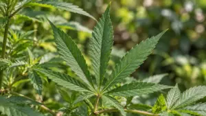 cannabisblatt