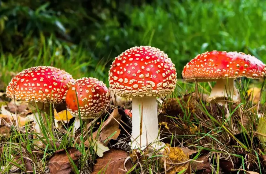 fliegenpilz