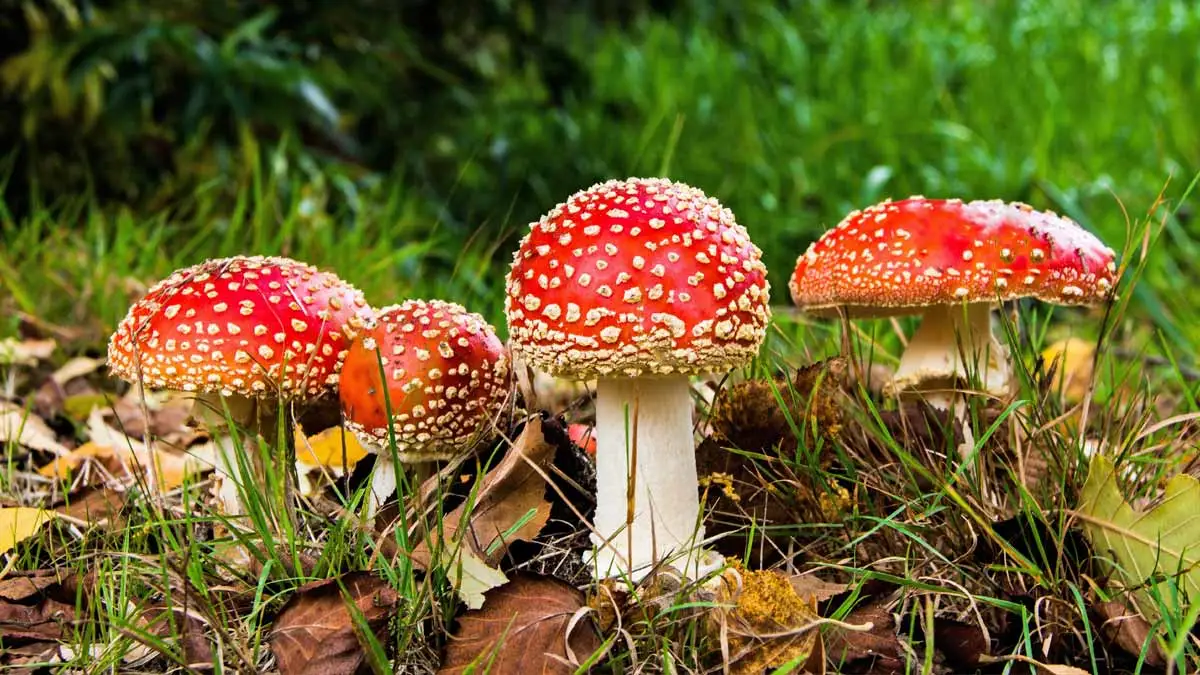 fliegenpilz