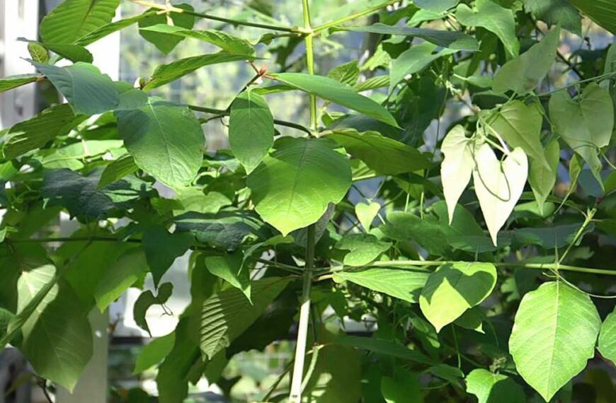 kratombaum
