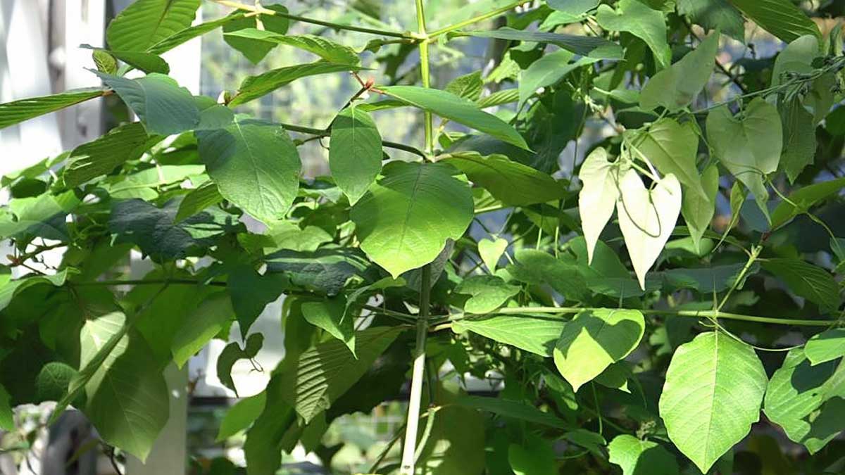 kratombaum